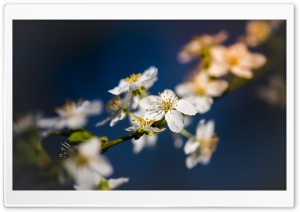 Tiny White Blossoms Ultra HD Wallpaper for 4K UHD Widescreen desktop, tablet & smartphone