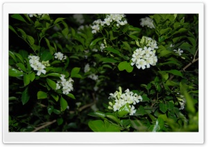 Tiny White Flowers Ultra HD Wallpaper for 4K UHD Widescreen desktop, tablet & smartphone