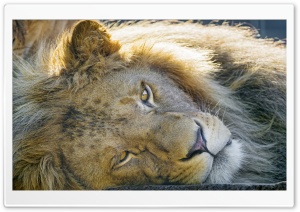 Tired Lion Ultra HD Wallpaper for 4K UHD Widescreen desktop, tablet & smartphone