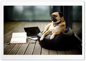 Tired Pug Ultra HD Wallpaper for 4K UHD Widescreen desktop, tablet & smartphone