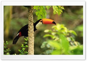 Toco Toucan Ramphastos Toco In The Tropical Forest Ultra HD Wallpaper for 4K UHD Widescreen desktop, tablet & smartphone