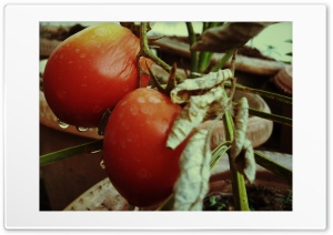 Tomatoes Ultra HD Wallpaper for 4K UHD Widescreen desktop, tablet & smartphone