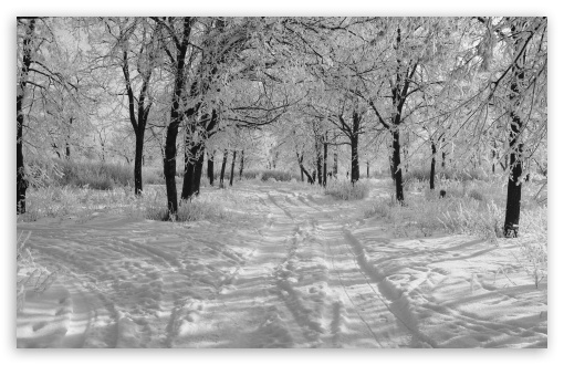      trails_in_the_snow_w