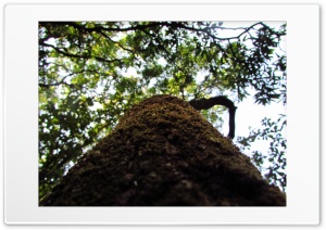 Tree Ultra HD Wallpaper for 4K UHD Widescreen desktop, tablet & smartphone