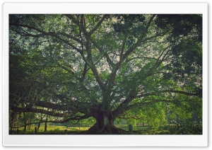 Tree Ultra HD Wallpaper for 4K UHD Widescreen desktop, tablet & smartphone