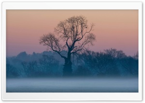 Tree, Autumn, Fog Ultra HD Wallpaper for 4K UHD Widescreen desktop, tablet & smartphone