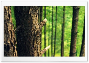 Tree Bark Ultra HD Wallpaper for 4K UHD Widescreen desktop, tablet & smartphone