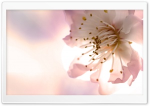 Tree Blossom Macro Ultra HD Wallpaper for 4K UHD Widescreen desktop, tablet & smartphone