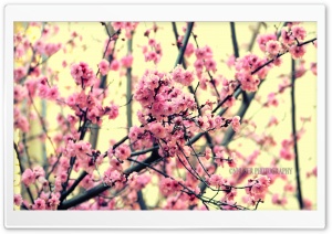 Tree Blossom, San Diego Ultra HD Wallpaper for 4K UHD Widescreen desktop, tablet & smartphone