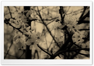 Tree Blossoms Ultra HD Wallpaper for 4K UHD Widescreen desktop, tablet & smartphone