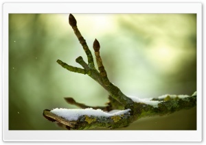 Tree Branch, Winter Ultra HD Wallpaper for 4K UHD Widescreen desktop, tablet & smartphone