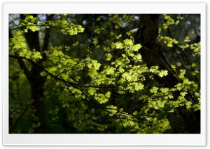 Tree Branches, Summer Ultra HD Wallpaper for 4K UHD Widescreen desktop, tablet & smartphone