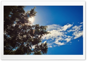 Tree Cloudy Ultra HD Wallpaper for 4K UHD Widescreen desktop, tablet & smartphone