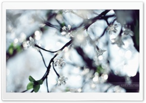Tree Flower Ultra HD Wallpaper for 4K UHD Widescreen desktop, tablet & smartphone