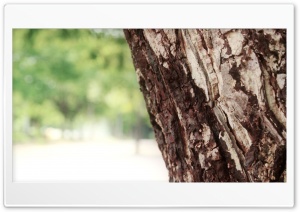 Tree Focus Ultra HD Wallpaper for 4K UHD Widescreen desktop, tablet & smartphone