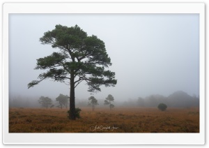 Tree, Fog, Landscape Ultra HD Wallpaper for 4K UHD Widescreen desktop, tablet & smartphone