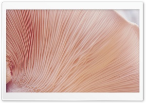 Tree Fungi Macro Ultra HD Wallpaper for 4K UHD Widescreen desktop, tablet & smartphone