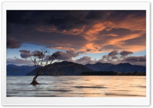 Tree In Lake Ultra HD Wallpaper for 4K UHD Widescreen desktop, tablet & smartphone