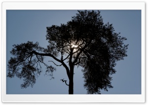 Tree in sunshine, Baum in der Sonne Ultra HD Wallpaper for 4K UHD Widescreen desktop, tablet & smartphone