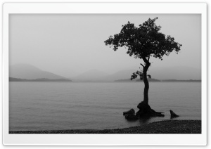 Tree In Water Ultra HD Wallpaper for 4K UHD Widescreen desktop, tablet & smartphone