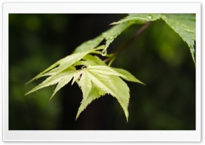 Tree Leaves 13 Ultra HD Wallpaper for 4K UHD Widescreen desktop, tablet & smartphone
