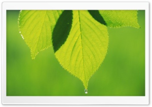 Tree Leaves 3 Ultra HD Wallpaper for 4K UHD Widescreen desktop, tablet & smartphone