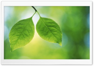 Tree Leaves 8 Ultra HD Wallpaper for 4K UHD Widescreen desktop, tablet & smartphone