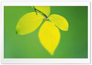 Tree Leaves 9 Ultra HD Wallpaper for 4K UHD Widescreen desktop, tablet & smartphone