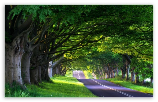 Tree Lined Street UltraHD Wallpaper for Wide 16:10 5:3 Widescreen WHXGA WQXGA WUXGA WXGA WGA ; 8K UHD TV 16:9 Ultra High Definition 2160p 1440p 1080p 900p 720p ; Standard 4:3 5:4 3:2 Fullscreen UXGA XGA SVGA QSXGA SXGA DVGA HVGA HQVGA ( Apple PowerBook G4 iPhone 4 3G 3GS iPod Touch ) ; Tablet 1:1 ; iPad 1/2/Mini ; Mobile 4:3 5:3 3:2 16:9 5:4 - UXGA XGA SVGA WGA DVGA HVGA HQVGA ( Apple PowerBook G4 iPhone 4 3G 3GS iPod Touch ) 2160p 1440p 1080p 900p 720p QSXGA SXGA ; Dual 16:10 5:3 16:9 4:3 5:4 WHXGA WQXGA WUXGA WXGA WGA 2160p 1440p 1080p 900p 720p UXGA XGA SVGA QSXGA SXGA ;