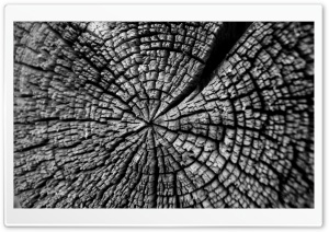 Tree Log Ultra HD Wallpaper for 4K UHD Widescreen desktop, tablet & smartphone