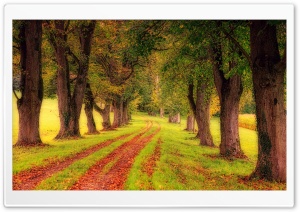 Tree Pathway Ultra HD Wallpaper for 4K UHD Widescreen desktop, tablet & smartphone