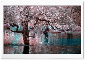 Tree Shadow Reflected on Water Ultra HD Wallpaper for 4K UHD Widescreen desktop, tablet & smartphone
