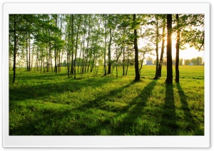 Tree Shadows Ultra HD Wallpaper for 4K UHD Widescreen desktop, tablet & smartphone