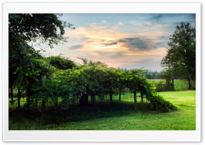 Tree Shelter Ultra HD Wallpaper for 4K UHD Widescreen desktop, tablet & smartphone
