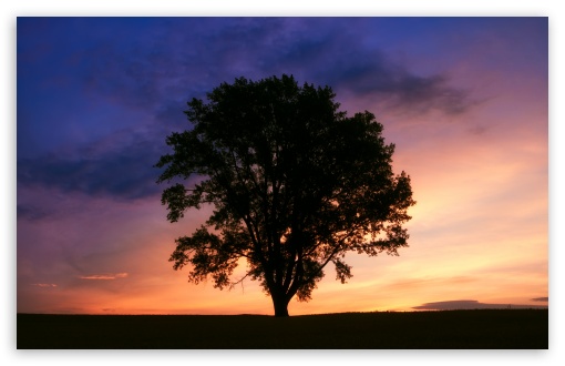 Tree Silhouette Photography UltraHD Wallpaper for Wide 16:10 5:3 Widescreen WHXGA WQXGA WUXGA WXGA WGA ; 8K UHD TV 16:9 Ultra High Definition 2160p 1440p 1080p 900p 720p ; UHD 16:9 2160p 1440p 1080p 900p 720p ; Standard 4:3 5:4 3:2 Fullscreen UXGA XGA SVGA QSXGA SXGA DVGA HVGA HQVGA ( Apple PowerBook G4 iPhone 4 3G 3GS iPod Touch ) ; Tablet 1:1 ; iPad 1/2/Mini ; Mobile 4:3 5:3 3:2 16:9 5:4 - UXGA XGA SVGA WGA DVGA HVGA HQVGA ( Apple PowerBook G4 iPhone 4 3G 3GS iPod Touch ) 2160p 1440p 1080p 900p 720p QSXGA SXGA ;