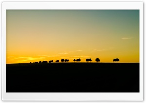 Tree Silhouettes Ultra HD Wallpaper for 4K UHD Widescreen desktop, tablet & smartphone