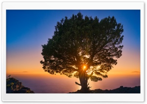Tree, Sunset Ultra HD Wallpaper for 4K UHD Widescreen desktop, tablet & smartphone