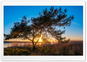 Tree, Sunset, Peenestrom Ultra HD Wallpaper for 4K UHD Widescreen desktop, tablet & smartphone