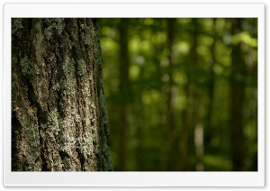 Tree Trunk Ultra HD Wallpaper for 4K UHD Widescreen desktop, tablet & smartphone
