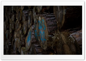 tree trunks Ultra HD Wallpaper for 4K UHD Widescreen desktop, tablet & smartphone