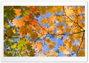 Tree Twigs Ultra HD Wallpaper for 4K UHD Widescreen desktop, tablet & smartphone