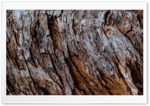 Tree Universe Ultra HD Wallpaper for 4K UHD Widescreen desktop, tablet & smartphone