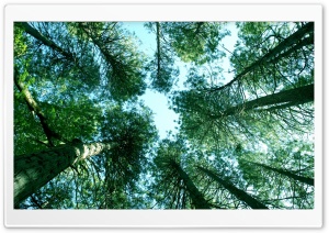 Trees Ultra HD Wallpaper for 4K UHD Widescreen desktop, tablet & smartphone
