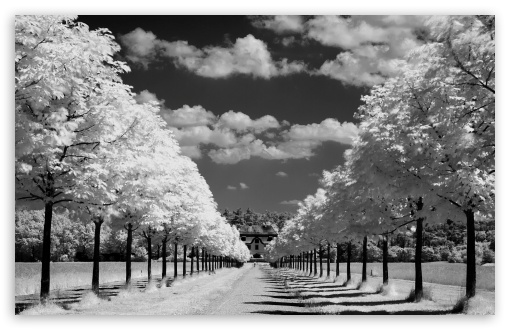 Trees Along The Road Black And White UltraHD Wallpaper for Wide 16:10 5:3 Widescreen WHXGA WQXGA WUXGA WXGA WGA ; 8K UHD TV 16:9 Ultra High Definition 2160p 1440p 1080p 900p 720p ; Standard 4:3 5:4 3:2 Fullscreen UXGA XGA SVGA QSXGA SXGA DVGA HVGA HQVGA ( Apple PowerBook G4 iPhone 4 3G 3GS iPod Touch ) ; Tablet 1:1 ; iPad 1/2/Mini ; Mobile 4:3 5:3 3:2 16:9 5:4 - UXGA XGA SVGA WGA DVGA HVGA HQVGA ( Apple PowerBook G4 iPhone 4 3G 3GS iPod Touch ) 2160p 1440p 1080p 900p 720p QSXGA SXGA ;