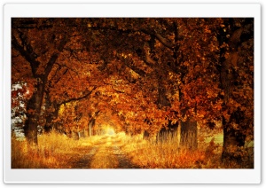 Trees, Autumn Ultra HD Wallpaper for 4K UHD Widescreen desktop, tablet & smartphone