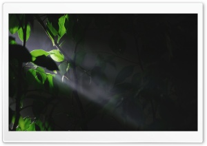 Trees Leaves Lights 2 Ultra HD Wallpaper for 4K UHD Widescreen desktop, tablet & smartphone