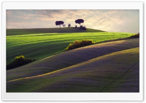 Trees On A Hillside Ultra HD Wallpaper for 4K UHD Widescreen desktop, tablet & smartphone
