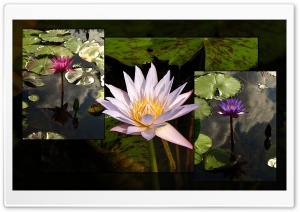 Tres Lilies Ultra HD Wallpaper for 4K UHD Widescreen desktop, tablet & smartphone