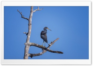 Tricolored Heron Bird Ultra HD Wallpaper for 4K UHD Widescreen desktop, tablet & smartphone