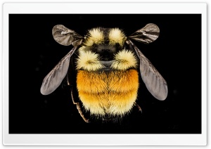 Tricoloured Bumblebee Ultra HD Wallpaper for 4K UHD Widescreen desktop, tablet & smartphone